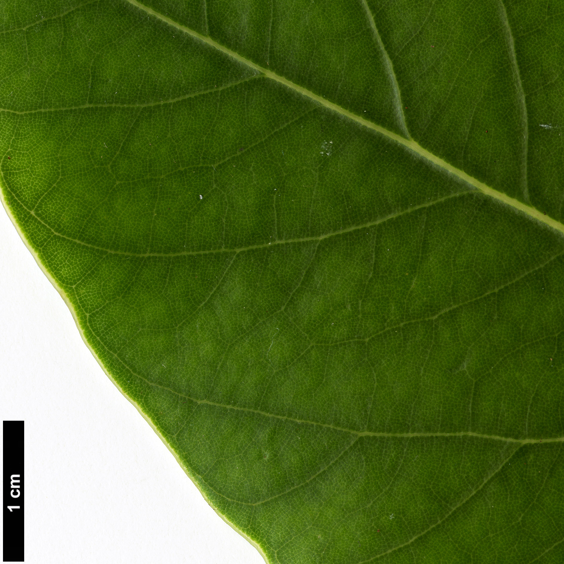 High resolution image: Family: Lauraceae - Genus: Alseodaphne - Taxon: cfr. utillis